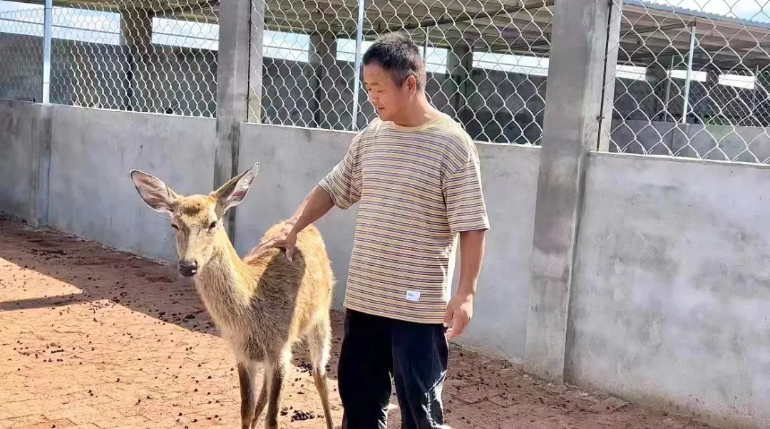 问鼎下载入口